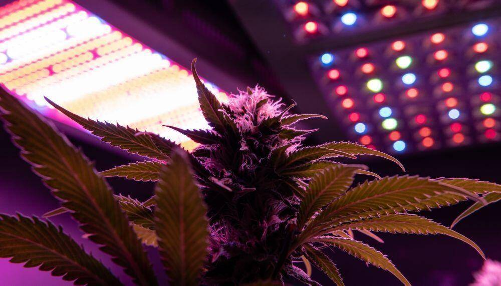 Cannabis on light scheme