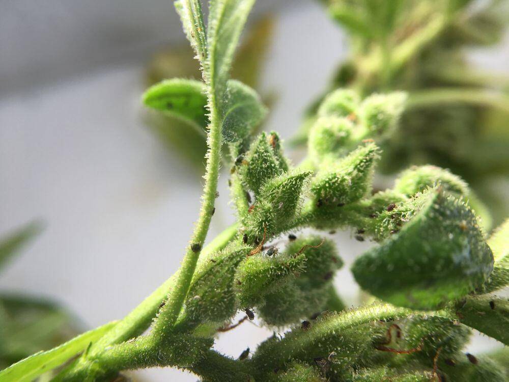 Pests on cannabis plant