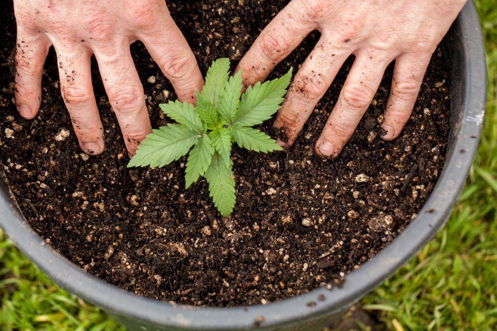 Cannabis plant big container