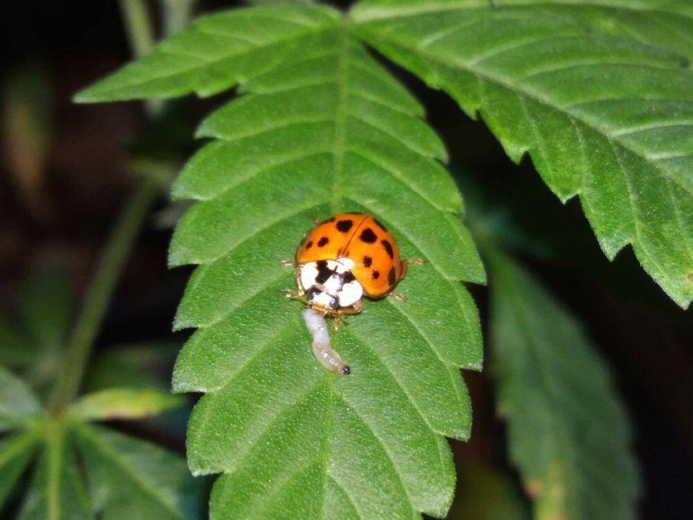 Ladybug sitting on a leave