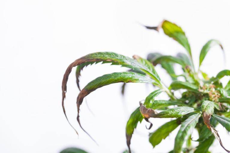 Leaves curling down marijuana plant