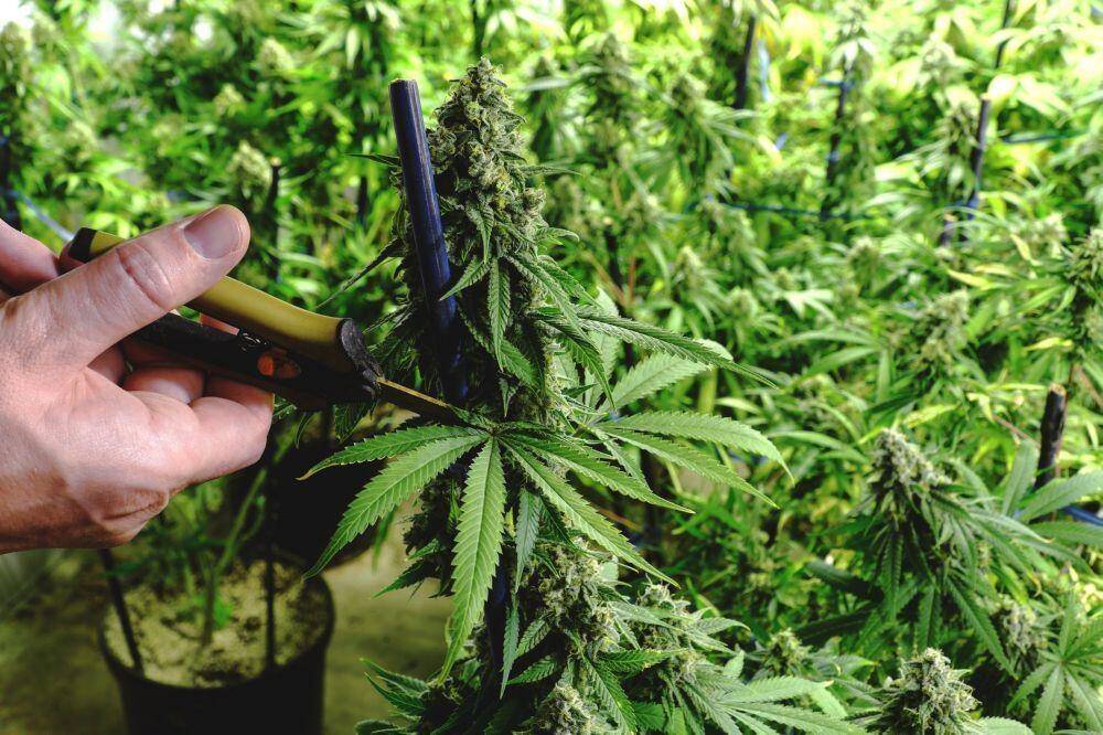 Pruning cannabis leaves