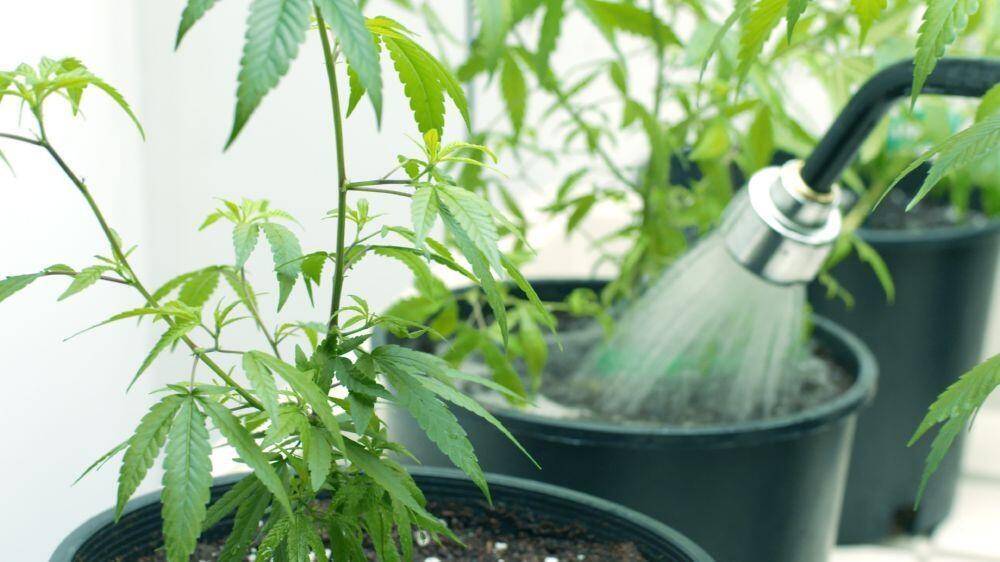 Watering marijuana plant