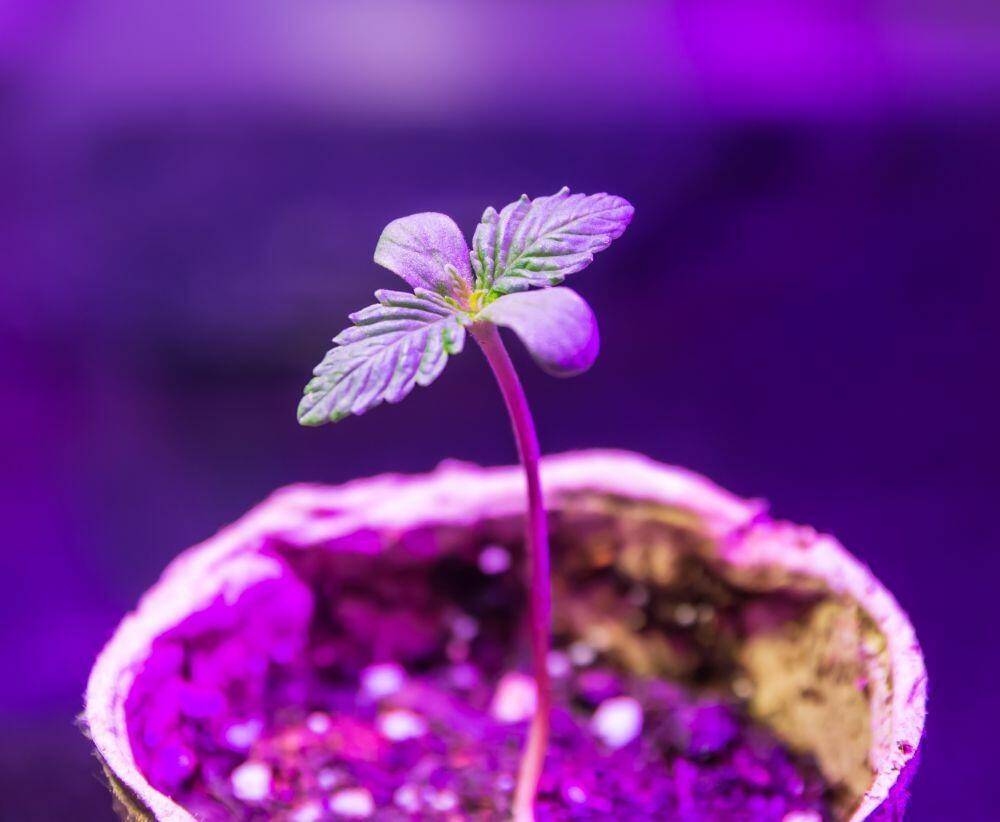 Young cannabis plant indoor on light
