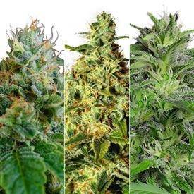 medical feminized cannabis seeds combo pack