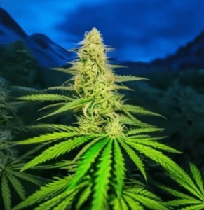 autoflowering-seeds-cannabis