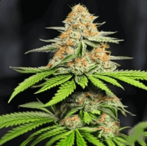 marijuana-seeds