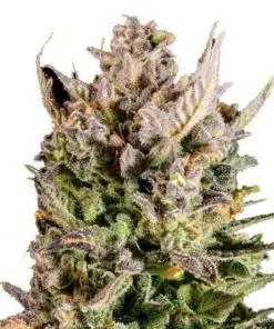 New York Turbo Diesel autoflower