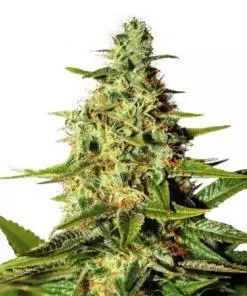 Night nurse feminized Cannabis Seeds