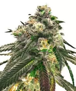 O.G. kush xtrm feminized