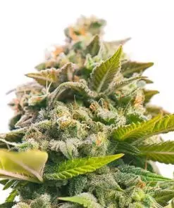 Pineapple Express Autoflower Cannabis Seeds