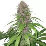 Purple Power Extreme Feminized Marijuana Seeds