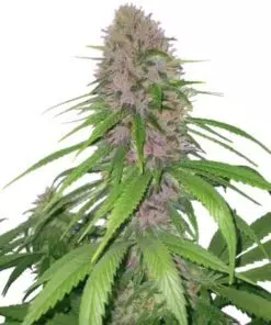 Purple Power XTRM autoflower Marijuana Seeds