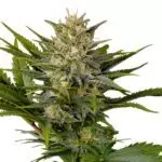 Skunk supreme feminized cannabis seeds