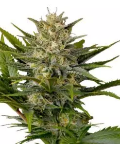 Skunk supreme feminized cannabis seeds