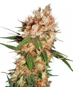 Strawberry ice ® feminized