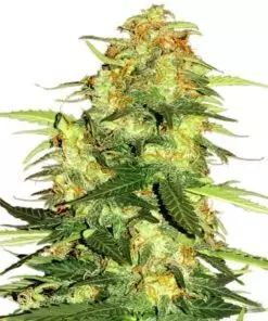 Super Nova Feminized Marijuana Seeds