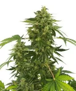 Super silver haze feminized