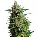 Super skunk Cannabis Seeds