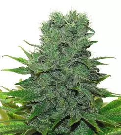 420 Carat Feminized Marijuana Seeds