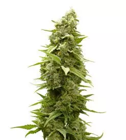 Afghan Feminized Cannabis Seeds