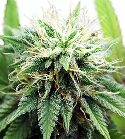 AK 47 xtrm ® feminized Marijuana Seeds