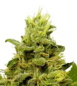 Amnesia Trance feminized Cannabis Seeds