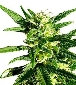 Amnesia Trance Autoflower Marijuana Seeds