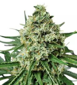 AMS Supreme feminized