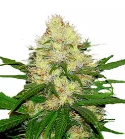 AMS Extreme feminized ® Marijuana Seeds