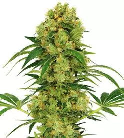 Big Bud autoflower