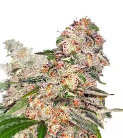 Blue Dream xtrm ® feminized