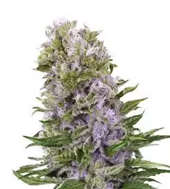 Blueberry 420 Marijuana Seeds