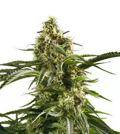 Bob Marley Sativa Marijuana Seeds