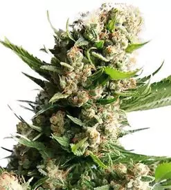 Bonfire Feminized Marijuana Seeds