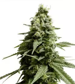 Borderliner xtrm ® feminized Cannabis Seeds