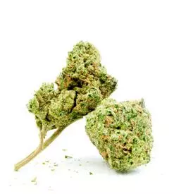 Candy Kush Feminized Marijuana Seeds