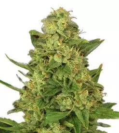 Candy Kush Feminized Marijuana Seeds