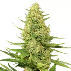 Cappuccino 420 feminized cannabis seeds