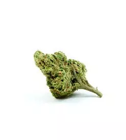 Cheese Autoflower Marijuana Seeds