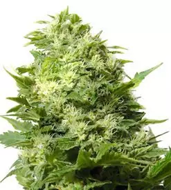 Cheese Autoflower Marijuana Seeds