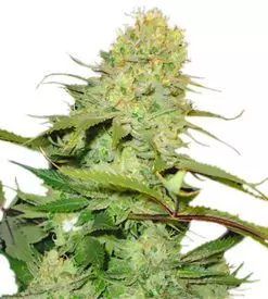 Cheese feminized cannabis seeds