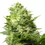 Cheese Cannabis Seeds