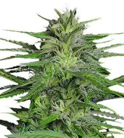 Chronic Autoflower Marijuana Seeds