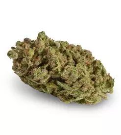 Easy Rider Marijuana Seeds