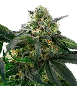 Easy Rider Marijuana Seeds