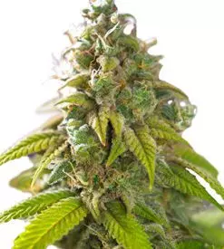 Forest Fruits autoflower marijuana seeds