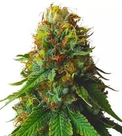 Green Crack Feminized Marijuana Seeds