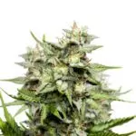 Hawaii Skunk – hauʻoli marijuana seeds