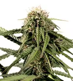 Haze regular weed seeds